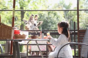 【子連れ体験】キリンと朝ごはんを食べれると口コミで評判のバンブーフォレスト（千葉県市原市）に泊まってみた