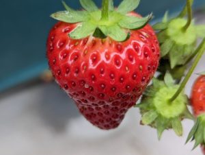 草加市の宇田川農園へイチゴ 狩りに行ってきました