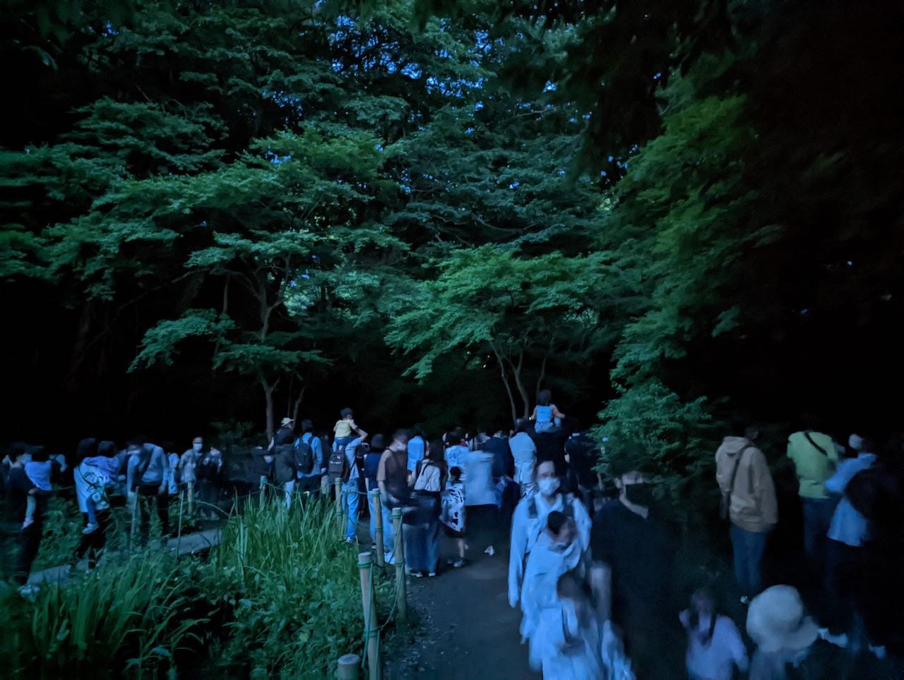 【混雑状況】千葉の泉谷公園のホタル鑑賞について