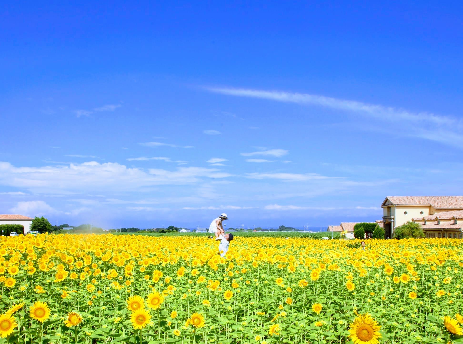 【8月2週目】ソレイユの丘でひまわり畑で親子写真を撮影